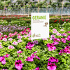 Garden sign with current offers, e.g., in garden centers