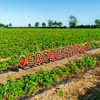 Lettering STRAWBERRIES with metal rods