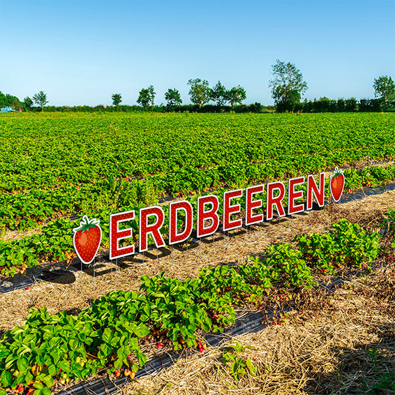 Lettering STRAWBERRIES with metal rods